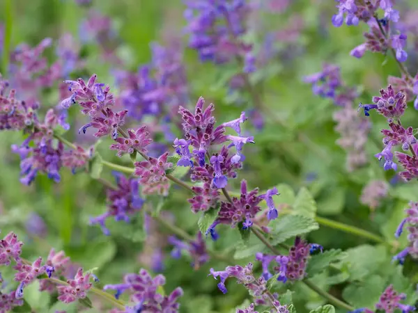 Doğal bahar aylarında yeşil yapraklı canlı mor leylak çiçeklerinin yakın görüntüsü