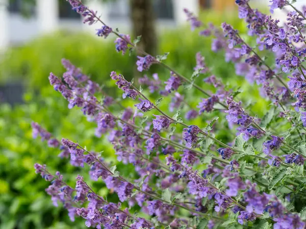 Bahar bahçesinde açan mor leylak çiçekleri yumuşak odaklı doğal çiçek arkaplanı oluşturuyor.