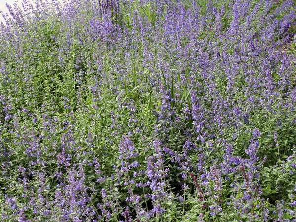 Canlı mor lavanta tarlası doğal bahçe manzarasında çiçek açıyor. Huzurlu aromaterapi atmosferi yaratıyor.