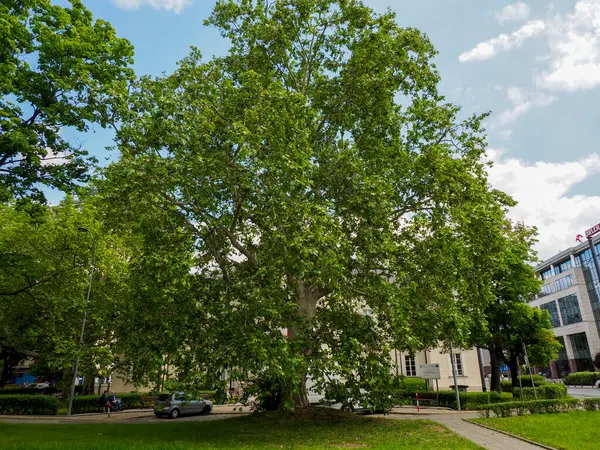 Huzurlu şehir parkı manzarası, yemyeşil ağaçlar çimenlik alan ve huzurlu mahallelerde kentsel yerleşim alanı