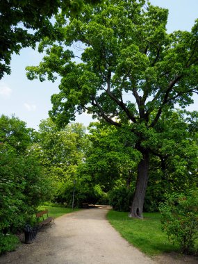 Huzurlu park bahçesinden geçen ağaçlarla kaplı yol benekli güneş ışığıyla doğal bir tünel oluşturuyor.
