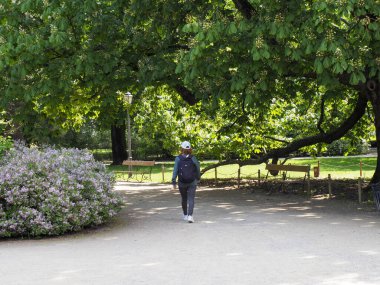 Sabah koşucusu, çiçek açan bahar parkında mor leylak çiçekleriyle huzurlu yürüyüşün tadını çıkarıyor.