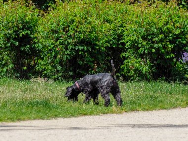 Büyük siyah köpek, yoğun yeşillik arka planına sahip park yolunun yakınındaki yeşil çimenleri kokluyor ve keşfediyor.