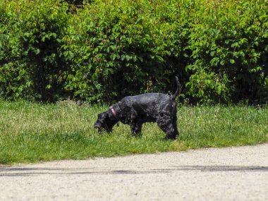 Siyah köpek otlatıyor ve parktaki çim yüzeyini araştırıyor. Çevresini saran yemyeşil bitki örtüsü var.