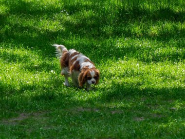 Kahverengi ve beyaz Avustralyalı çoban köpeği yemyeşil park ortamında yer yüzeyini araştırıyor.
