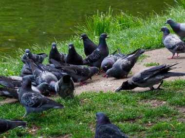 Bir grup güvercin, yemyeşil çimlerin yanında park yolunda dinleniyor ve sosyalleşiyorlar. Huzurlu kentsel doğa etkileşimi yaratıyorlar.