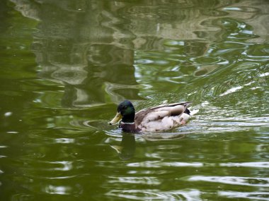 Yaban ördeği, sakin yeşil gölet suyunda zarifçe yüzüyor dalgalar ve huzurlu su yaban hayatı sahneleri yaratıyor.