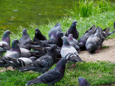 Büyük bir gri güvercin sürüsü park alanında göletin kenarında toplanıyor yeşil ortamda hareketli bir yaban hayatı yaratıyor.