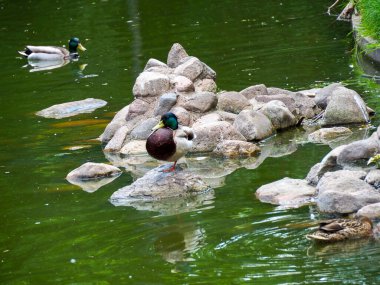 Kayalık sahilde dinlenen bir grup ördek sakin bir göletin kenarında, beyaz kuşlar arka planda yüzüyor.