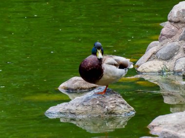Yeşil başlı Mallard ördeği şehir parkındaki göletin kenarındaki taş çıkıntıda duruyor.