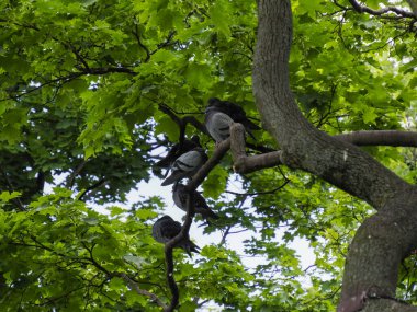 Geniş ağaç gövdesi, oyulmuş kalp sembolü, canlı yeşil bahar yapraklarıyla çevrili.