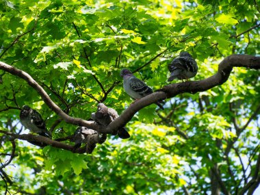 İlkbahar parkında gür yeşillik dalına tünemiş gri karga.