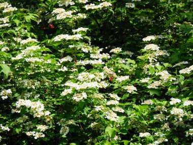Yeşil çalılıklarda açan beyaz çiçekler sık çiçek bahçeleri oluşturur.