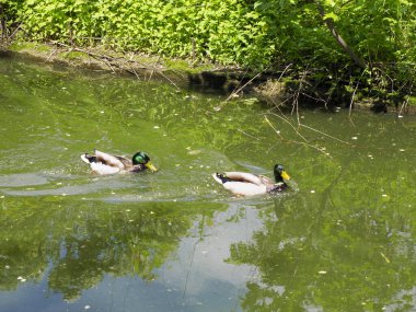 İki yaban ördeği sakin yeşil gölet suyunda huzur içinde yüzüyor.