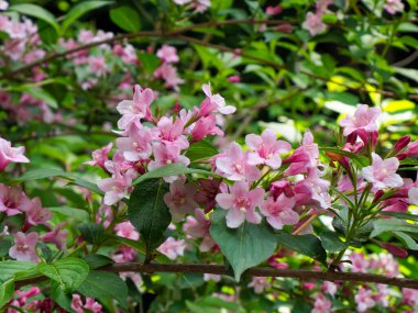 Narin pembe elma çiçekleri yumuşak doğal ışıklandırmayla rüya gibi bir bahar bahçesi sahnesi yaratır.