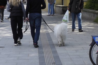 Beyaz köpekli bir grup insan kaldırımlı meydanda yürüyorlar şehir ortamında bisikletlerle