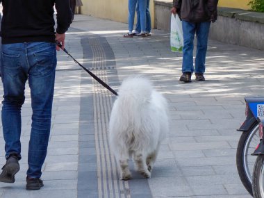 Kot pantolonlu adam tüylü köpeğini modern şehir yolunda diğer yayaların yanından geçirir.