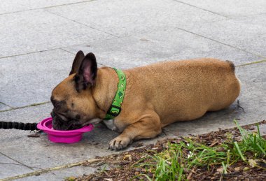 Yorgun Fransız Bulldog öğle arasında renkli tasmasıyla şehir kaldırımında dinleniyor.