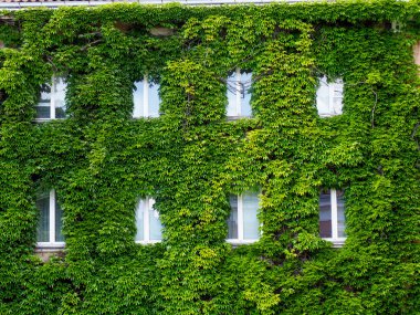 Beyaz pencere çerçeveleriyle tarihi bina cephesini tamamen kaplayan yemyeşil sarmaşık doğal desenler oluşturuyor.