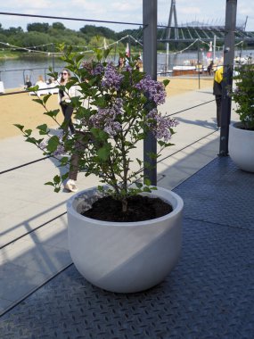 Beyaz seramik konteynırdaki çiçekli bitkinin yakın plan görüntüsü bulanık arka planda geziniyor.