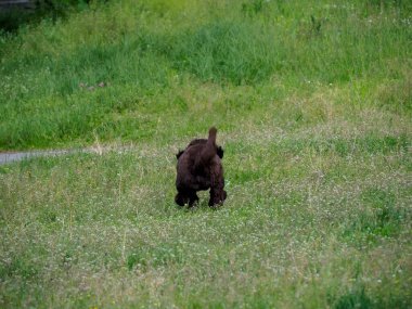 Parktaki oyun saatinde yeşil çimlerde tek başına oturan koyu kahverengi köpek yavrusu.