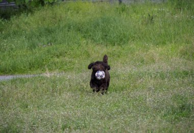 Kahverengi köpek yavrusu, beyaz top yeşil çimlerin üzerinde duruyor. Açık havada oynanan oyun sırasında doğal köpek davranışları sergiliyor.