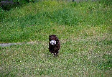Küçük kahverengi köpek yavrusu yeşil çimlerde yürüyordu. Beyaz top oyuncakları taşıyordu. Bağımsız açık hava keşfi davranışı sergiliyordu.