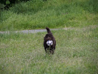 Kıvırcık saçlı kaniş yaz parkında yemyeşil çimlerde zarifçe yürüyor.