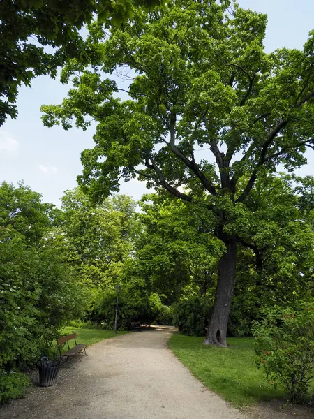 Huzurlu park bahçesinden geçen ağaçlarla kaplı yol benekli güneş ışığıyla doğal bir tünel oluşturuyor.