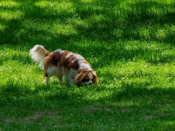 Avustralya çoban köpeği. Kahverengi ve beyaz önlüklü. Güneşli parkta otları kokluyor.