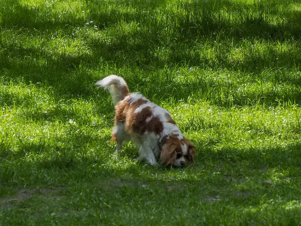Avustralya çoban köpeği belirgin kahverengi ve beyaz önlük desenli parktaki çimlerde iz sürmeye odaklanmış.