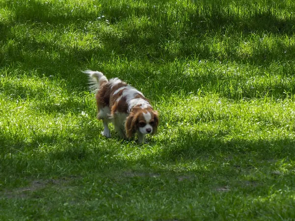 Kahverengi ve beyaz Avustralyalı çoban köpeği yemyeşil park ortamında yer yüzeyini araştırıyor.