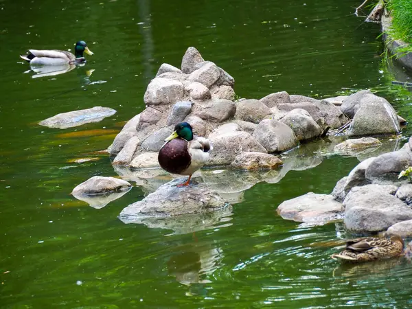 Kayalık sahilde dinlenen bir grup ördek sakin bir göletin kenarında, beyaz kuşlar arka planda yüzüyor.