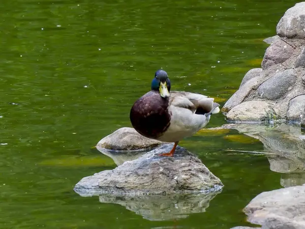 Yeşil başlı Mallard ördeği şehir parkındaki göletin kenarındaki taş çıkıntıda duruyor.