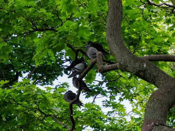 Geniş ağaç gövdesi, oyulmuş kalp sembolü, canlı yeşil bahar yapraklarıyla çevrili.