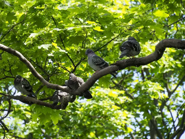 İlkbahar parkında gür yeşillik dalına tünemiş gri karga.