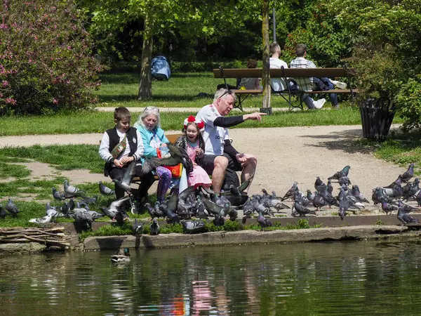 Büyük bir grup güvercin, su yansıtmalı park göletinin kenarında oturan ailelerin etrafında toplanıyor.