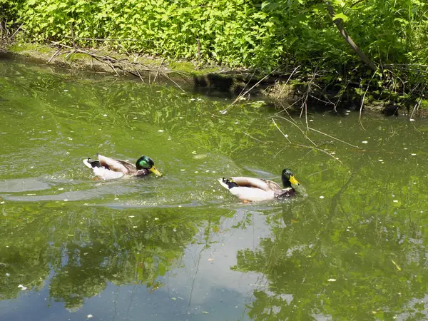 İki yaban ördeği sakin yeşil gölet suyunda huzur içinde yüzüyor.
