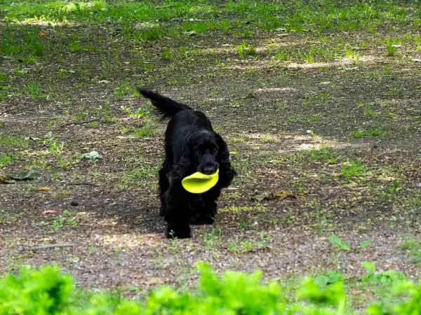 Sarı frizbi taşıyan oyuncu siyah köpek güneşli bir bahar gününde ormanda koşuyor.