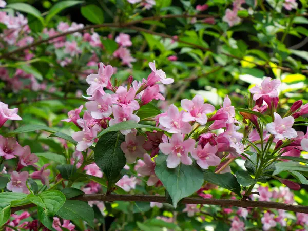Narin pembe elma çiçekleri yumuşak doğal ışıklandırmayla rüya gibi bir bahar bahçesi sahnesi yaratır.