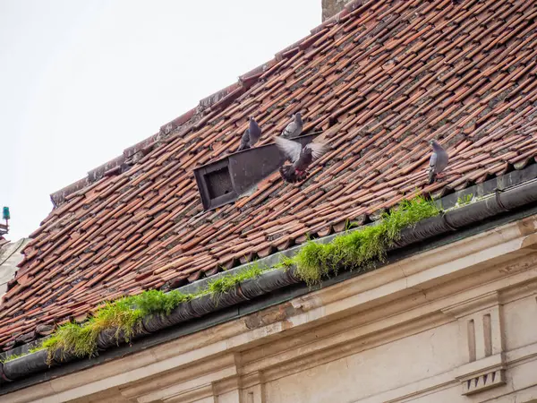Yıpranmış kırmızı kil çatı kiremitleri ve mimari ayrıntılarıyla geleneksel Akdeniz tarzı bina