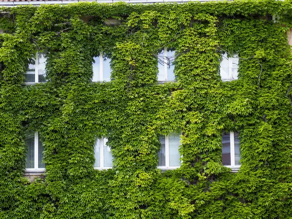 Beyaz pencere çerçeveleriyle tarihi bina cephesini tamamen kaplayan yemyeşil sarmaşık doğal desenler oluşturuyor.