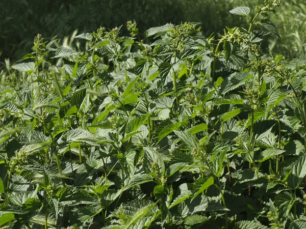 Yeşiller yemyeşil yapraklı bitkiler bahçe düzeninde yoğun doğal yaprak dokusu oluşturuyorlar.