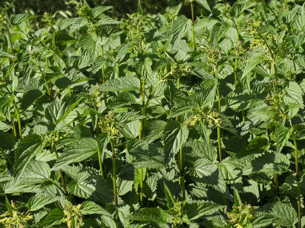 Isırgan otlarının yoğun bir kısmı açık havada bol bol yetişiyor.