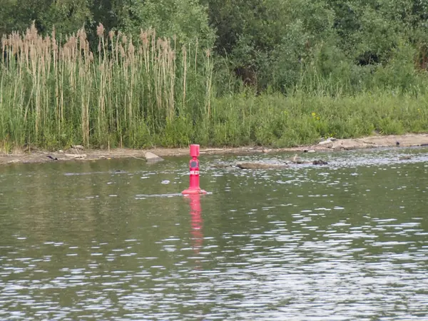 Uzun sazlıklar ve bitki örtüsüyle çevrili durgun göl suyunda yüzen pembe yön belirleyici şamandıra.