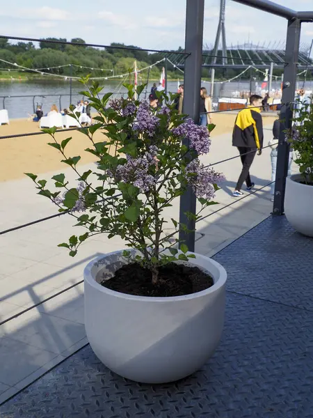 Beyaz seramik kaptaki dekoratif çiçekleri modern deniz manzaralı terasa yerleştirirken insanlar yürür.