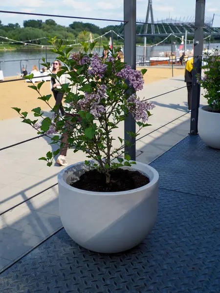 Beyaz seramik konteynırdaki çiçekli bitkinin yakın plan görüntüsü bulanık arka planda geziniyor.