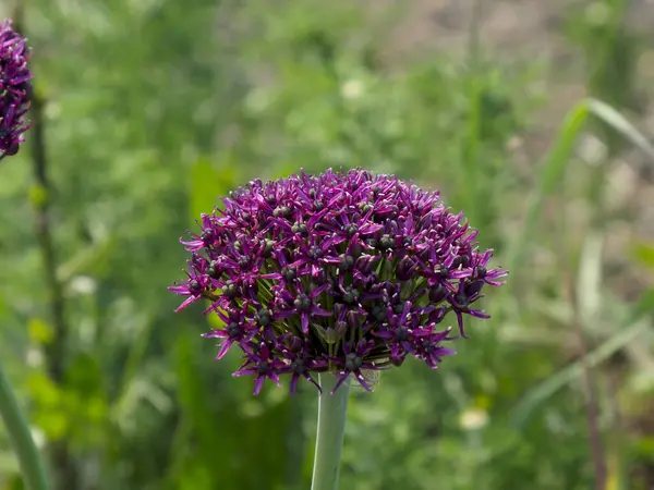 Mor alyum çiçeği başı yeşil arka planda çiçek açıyor canlı bahar botanik kompozisyonu yaratıyor.