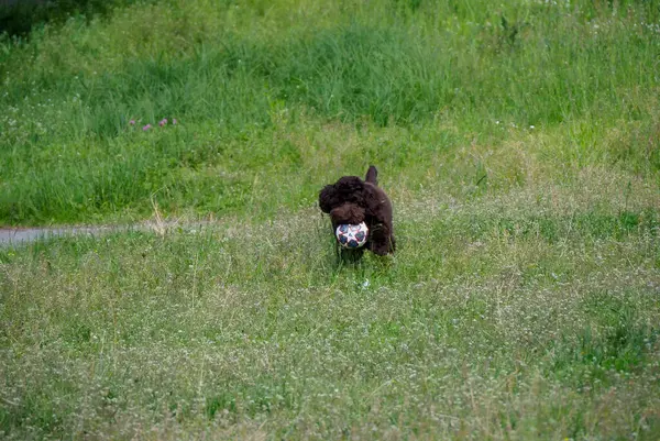 Koyu kahverengi köpek yavrusu, yeşil çimlerde beyaz top oyuncağıyla oynuyor. Doğal park ortamındaki eğlence aktiviteleri sırasında.