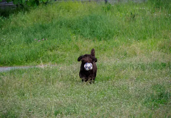 Kahverengi köpek yavrusu, beyaz top yeşil çimlerin üzerinde duruyor. Açık havada oynanan oyun sırasında doğal köpek davranışları sergiliyor.